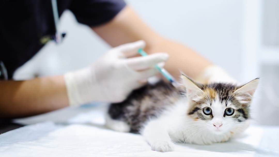 Antibiotics for Cats Types and Possible Side Effects Purina